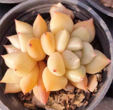 10x Echeveria J.C. Van Keppel Seeds, New Hybrid Golden Succulent Seeds