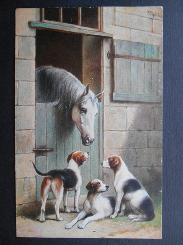 Reichert beautiful horse - horse, &