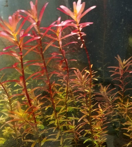 Blood red rotala - 5,