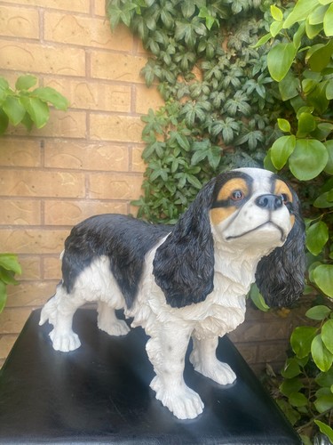 Large cavalier king charles - cavalier,