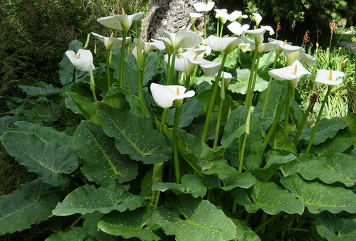 Zantedeschia aethiopica