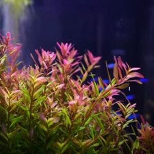 Rotala Fujian Live Aquarium Plants Tropical Aquascaping Tank Co2 K2AQUA