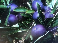 Arkansas HALLOWEEN Black Apple