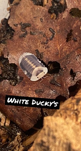 White ducky isopods - isopods, +