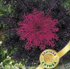 DECORATIVE /ORNAMENTAL CABBAGE