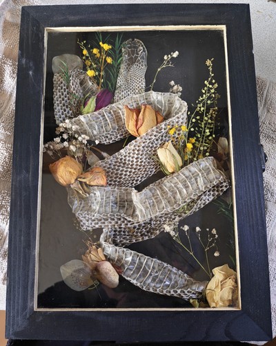 Japanese rat snake shed framed - japanese,