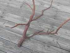 Red Manzanita Branch birds