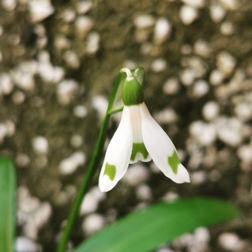 Galanthus woronowii cider - galanthus, 'cider