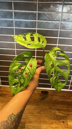 Monstera adansonii large - adansonii, top