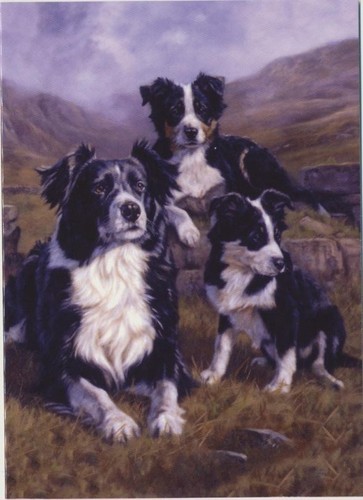 Border collie sheep dog - sheep,