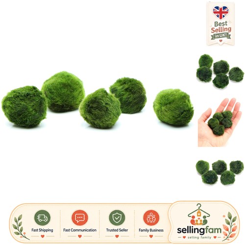K2aqua marimo moss balls - k2aqua,