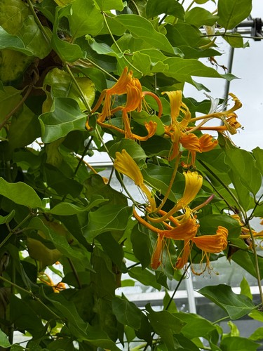 Lonicera hildebrandiana giant - lonicera,