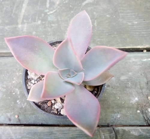 Echeveria gibbiflora - echeveria,