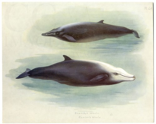 Sowerbys cuviers whale 1920 - cuviers,