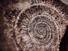 Exceptional Ammonite "Split"