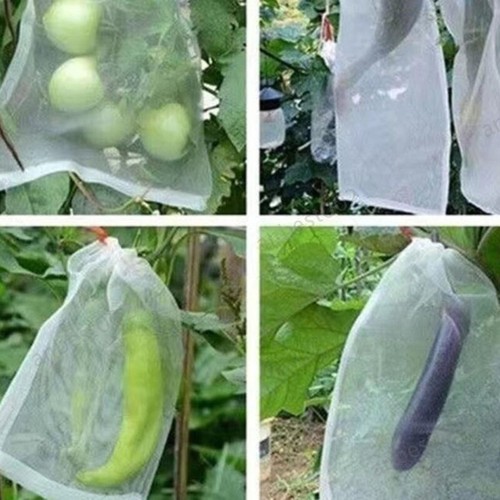 Big grape fruit - netting, net