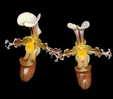 Paphiopedilum tranlienianum, unique miniature species with very bizarre flowers