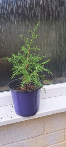 Himalayan cypress sapling - himalayan,