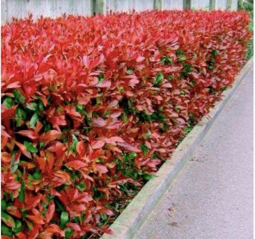 Photinia x fraseri - photinia,