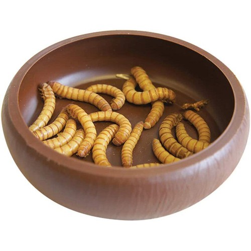 Komodo mealworm dish reptile - komodo,