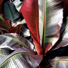 Ensete Maurelii| Red tree