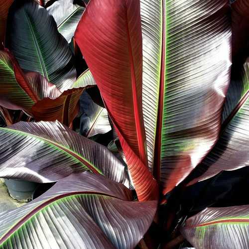 Ensete maurelii red - maurelii|, tree