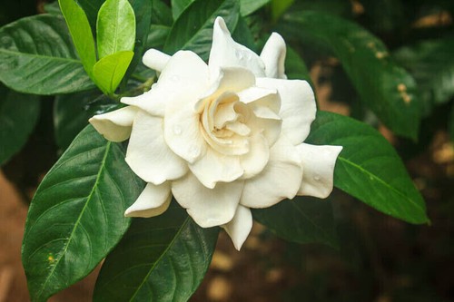 Seeds gardenia - seeds,