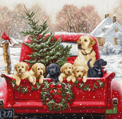 Labrador puppies dogs - in, truck