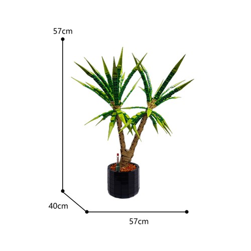 Dracaena marginata room - /,