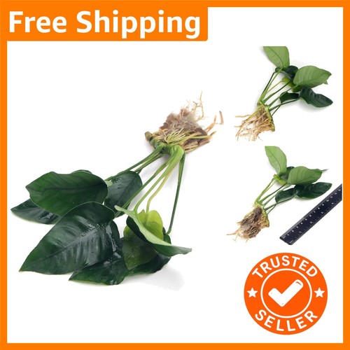 Elegant anubias barteri - anubias, var