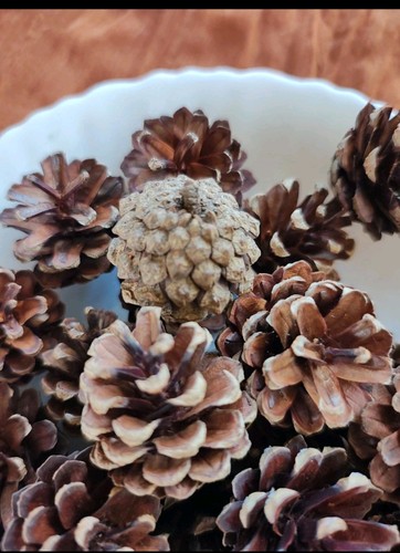 Fir cones 6cm - cones, pack