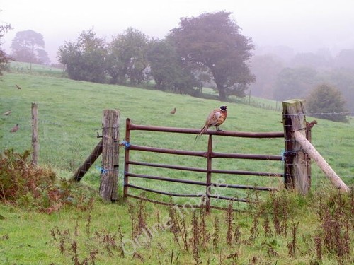 Photo 6x4 pheasants near - pheasants,