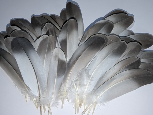 Naturally moulted bird - 30,