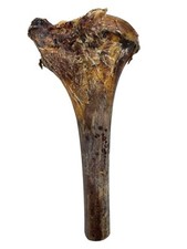 Premium ostrich large tibia - 1x,