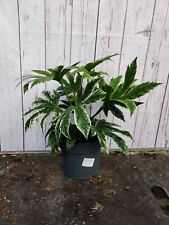 3L Fatsia 'Spiders Web'