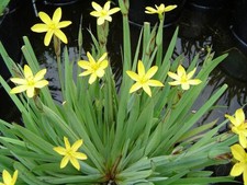 Dwarf Yellow Iris Sisyrinchium Pond Marginal Bog Plant FREE POSTAGE