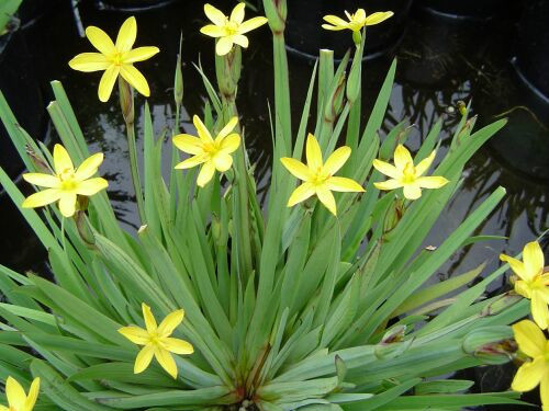 Dwarf yellow iris - dwarf,
