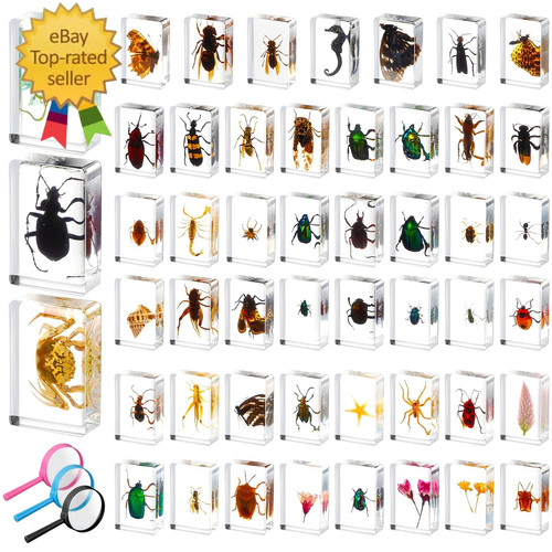 Pcs insect resin - pcs,