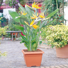 Strelitzia Indoor House Plant