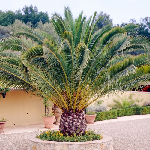 Phoenix canariensis canary - canariensis,