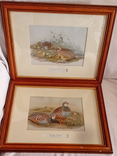 John gould framed bird - 2,