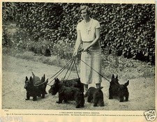 1930 Book Plate Dog Print