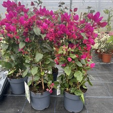 Bougainvillea Cerise Flowering