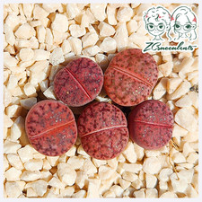 Lithops-bromfieldii-ssp.-glaud