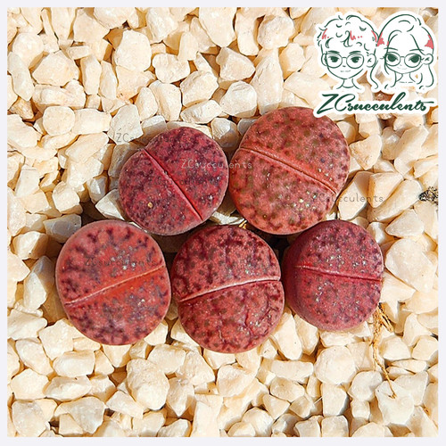 Lithops-bromfieldii-ssp.-glaud