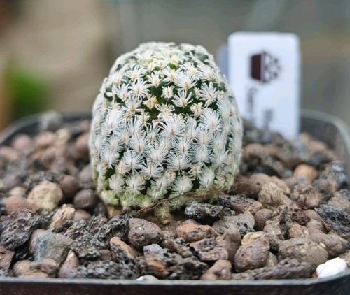 Mammillaria sanchez mejoradae - mammillaria, sanchez-mejoradae