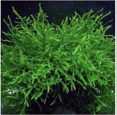 20g java moss - 20g,