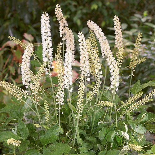 Actaea white pearl - actaea,