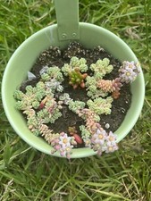 5x Sedum *Silver Roses* ROOTED