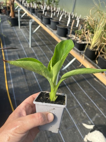 Ensete ventricosum hiniba - ensete, 'hiniba'